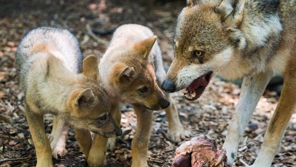 Wolves return to Netherlands after 140 years