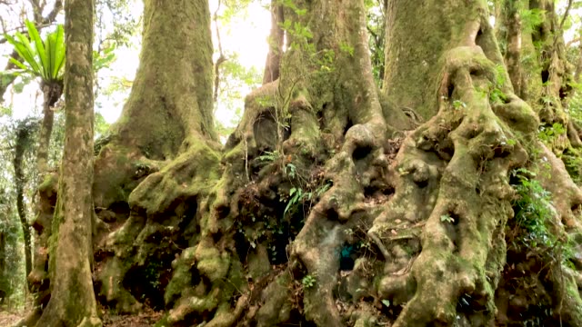 Deadly fungus native to Japan and Korea discovered in an Australian rainforest